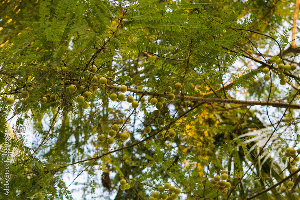 Indian gooseberry tree, Phyllanthus emblica, is also called aamla in ...