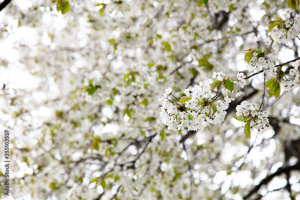 Branches of blooming cherry. Beautiful spring background Branches of blooming cherry. Beautiful spring background