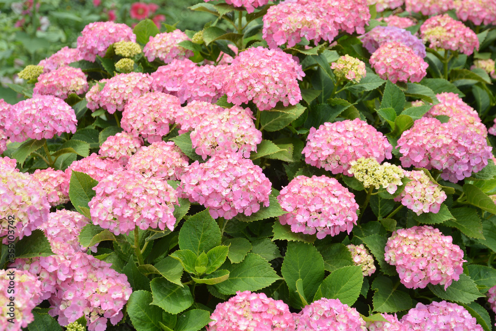 あじさい、アジサイ、紫陽花 あじさい、アジサイ、紫陽花