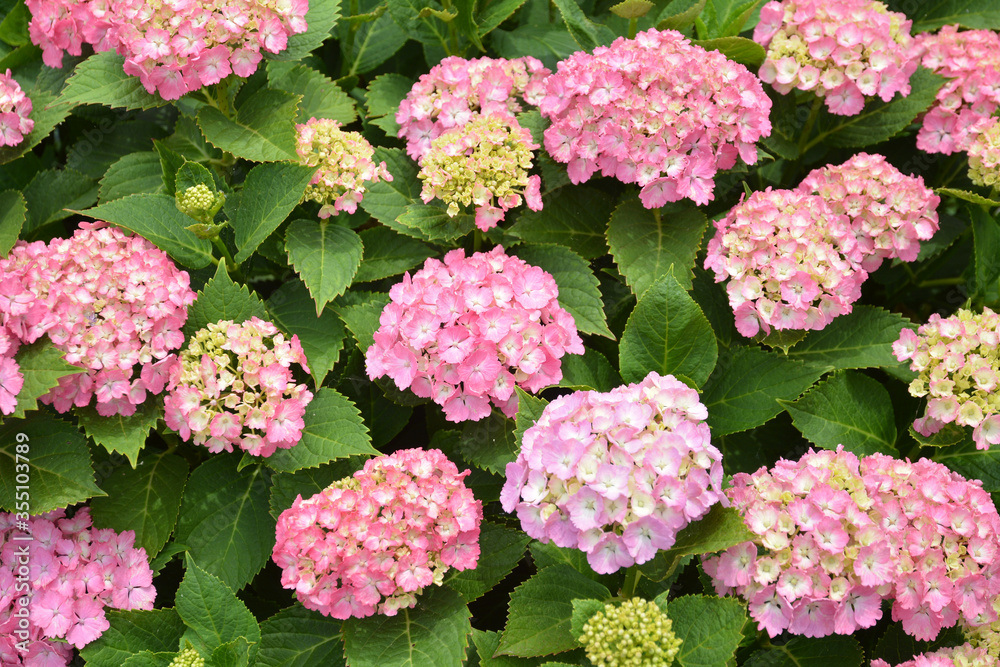 あじさい、アジサイ、紫陽花 あじさい、アジサイ、紫陽花
