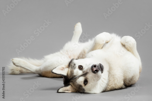 Canvastavla isolated siberian husky dog portrait lying upside down looking playful on a grey
