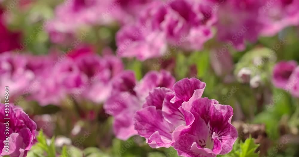 Beautiful pink roses flower in the garden Beautiful pink roses flower in the garden