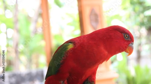 close up of red parrot with blurred background. a red bird that is resting photo