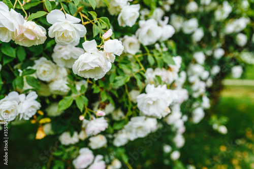 Beautiful white roses plant / bush. Blooming white roses.