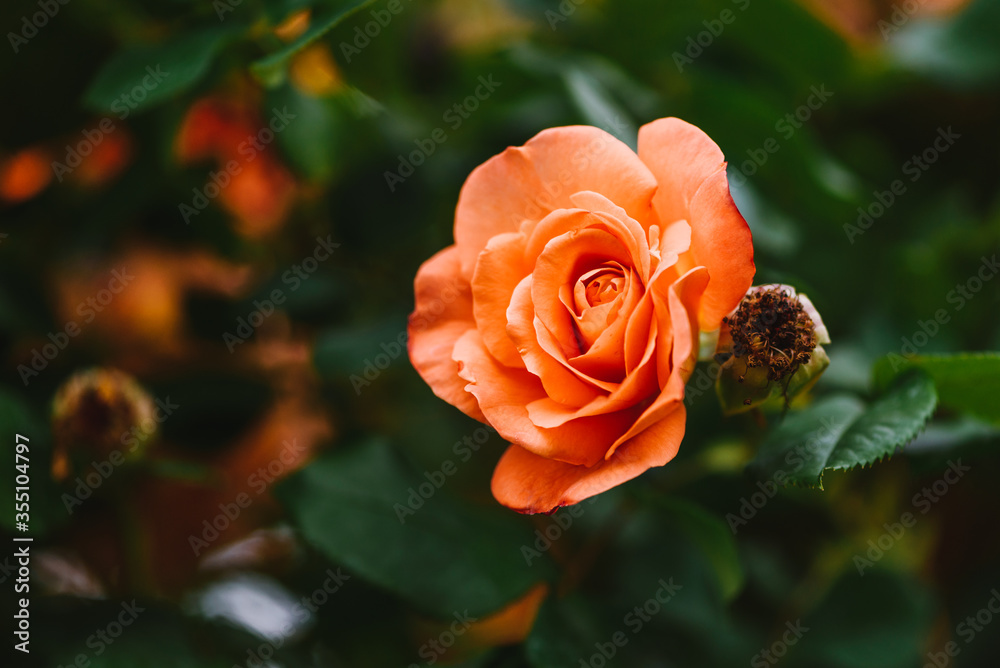 Beautiful orange rose bush close up. Blooming roses close up photo. Beautiful orange rose bush close up. Blooming roses close up photo.
