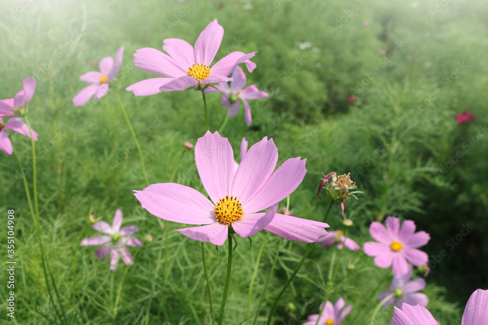 Fototapeta premium Many pink cosmos flowers In a green meadow with soft light,flower background,nature flame