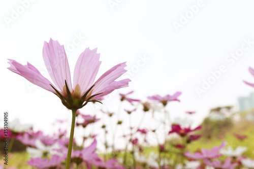 Many pink cosmos flowers In a green meadow with soft light flower background nature flame