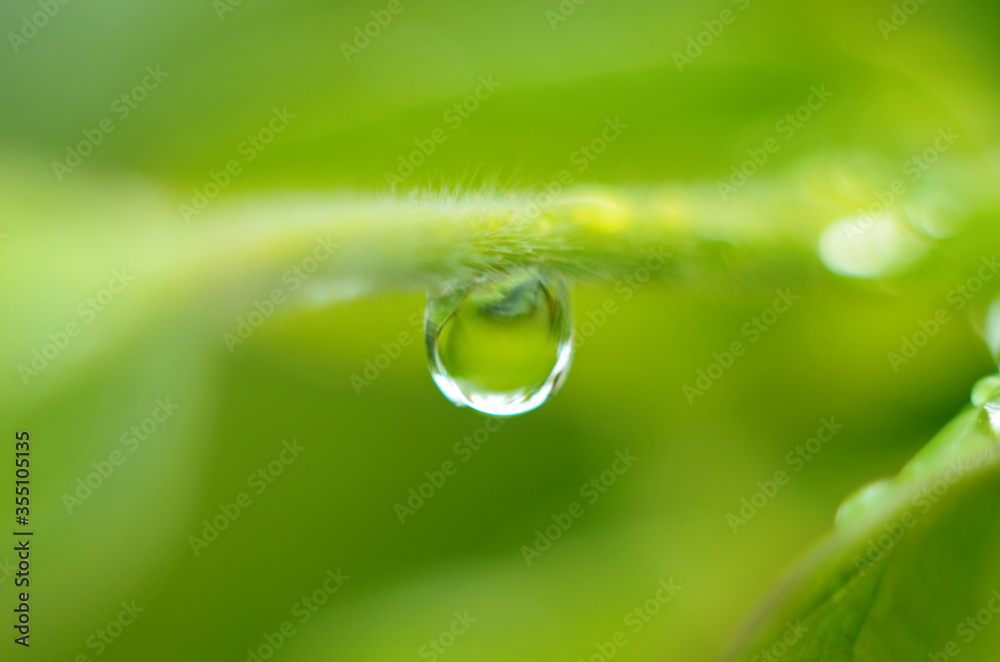 Drops of dew on the green grass. Raindrops on green leaves. Water drops. Macro photo Drops of dew on the green grass. Raindrops on green leaves. Water drops. Macro photo