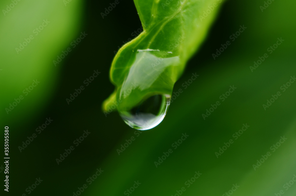 Drops of dew on the green grass. Raindrops on green leaves. Water drops. Macro photo Drops of dew on the green grass. Raindrops on green leaves. Water drops. Macro photo