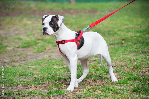 American Bulldog puppy on nature