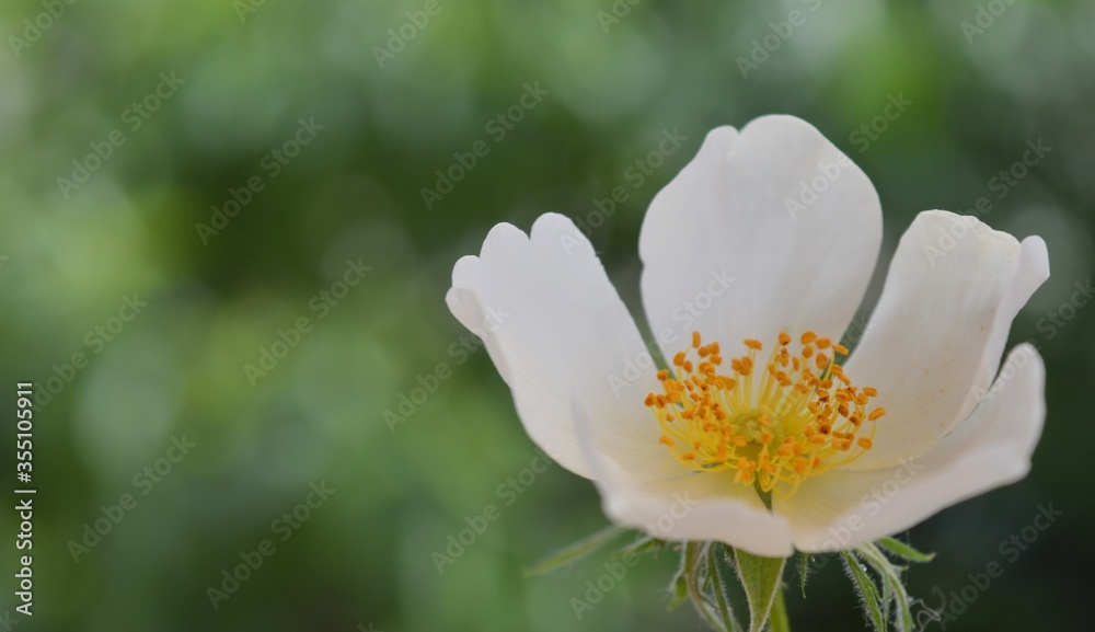 white and yellow flower,dogrose flower.