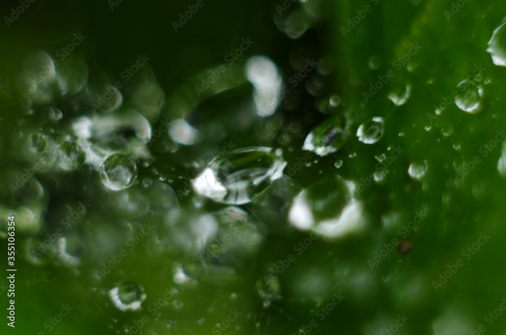 Drops of dew on the green grass. Raindrops on green leaves. Water drops. Macro photo