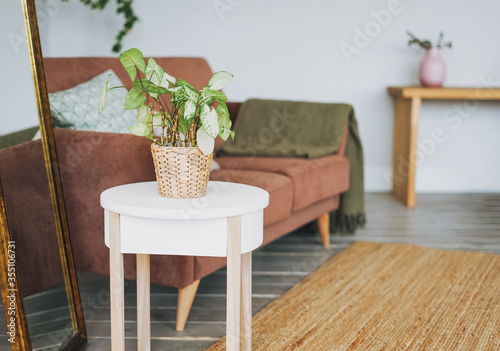 Green house plant in wicker pot on white table in cozy living room scandinavian interior
