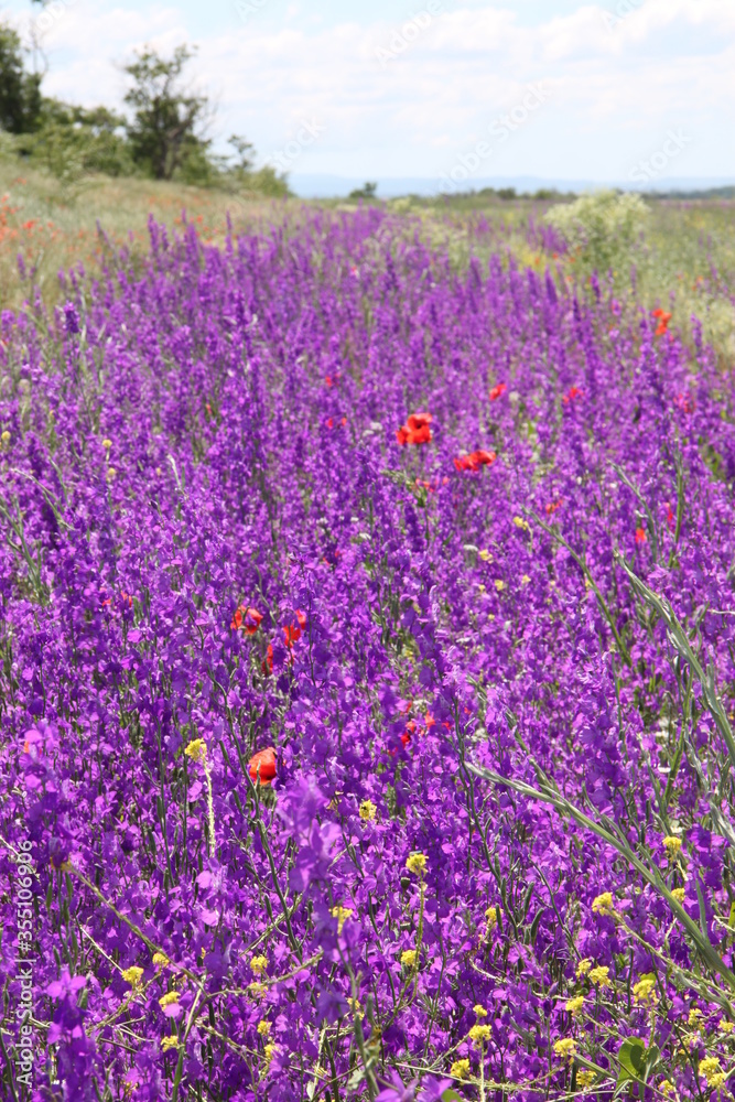 Obraz premium Lavender Field in the summer. blooming fields.
