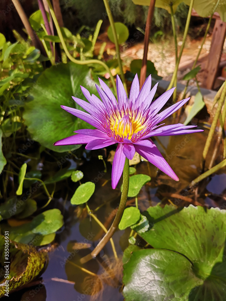 Purple lotus flowers in the pool in the garden Purple lotus flowers in the pool in the garden