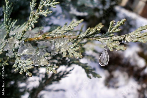 Thuja standishii tree in winter. Close-up on Thuja tree branch covered with ice and snow. Water droplets, snow and icycles. Garden covered with snow in background. Forest nursery in winter. photo