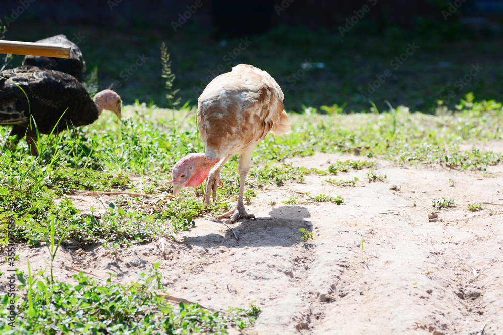 Obraz premium The turkeys are looking for food to eat. 
