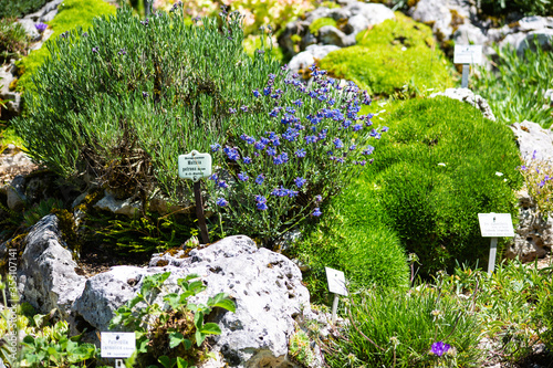 various plants in the Alpinum, sunny slopes