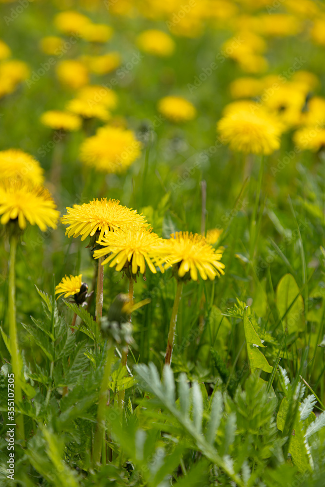 Lovely yellow dandelions. Beautiful summer background. Lovely yellow dandelions. Beautiful summer background.