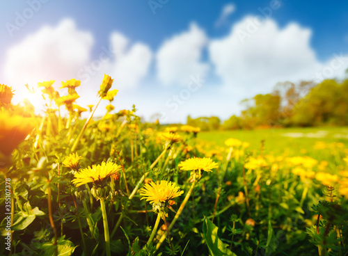 Fototapeta Naklejka Na Ścianę i Meble -  Fresh field with yellow dandelions in bright sunny day.