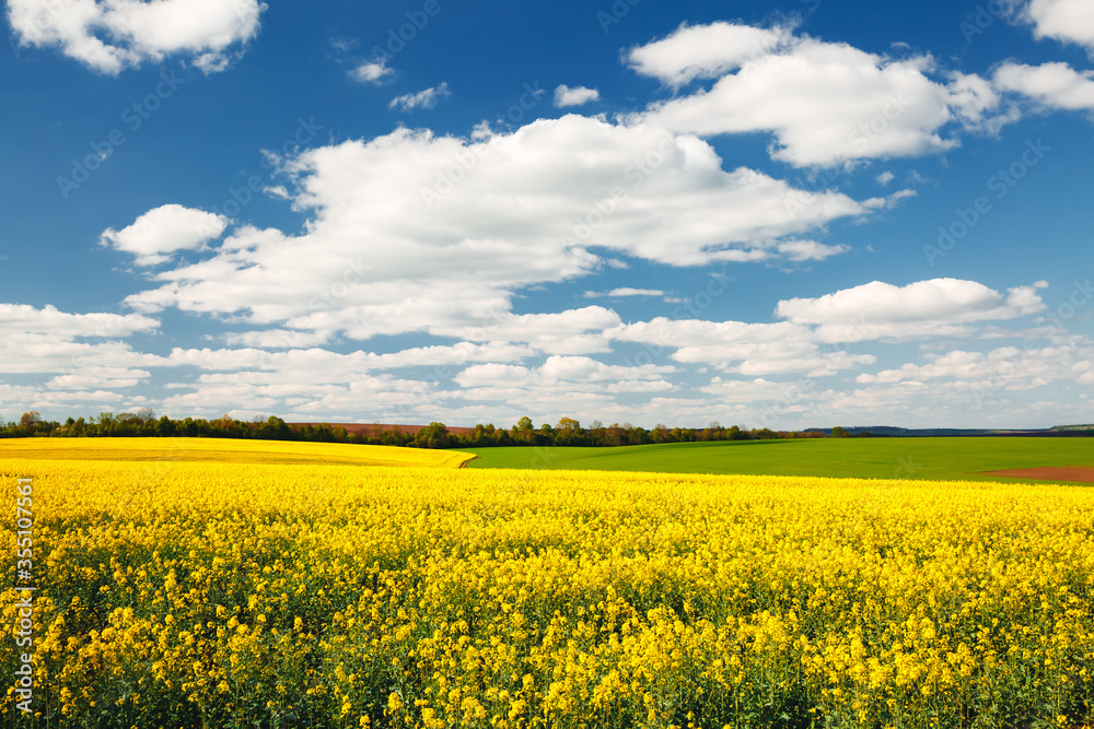 Bright yellow canola field and and fluffy white clouds on a sunny day. Agrarian industry.
