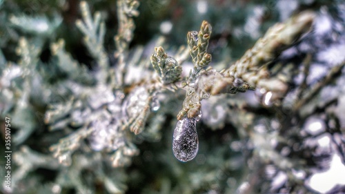 Thuja standishii tree in winter. Close-up on Thuja tree branch covered with ice and snow. Water droplets, snow and icycles. Garden covered with snow in background. Forest nursery in winter. photo