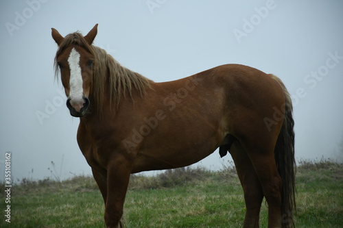 brown horse in the field