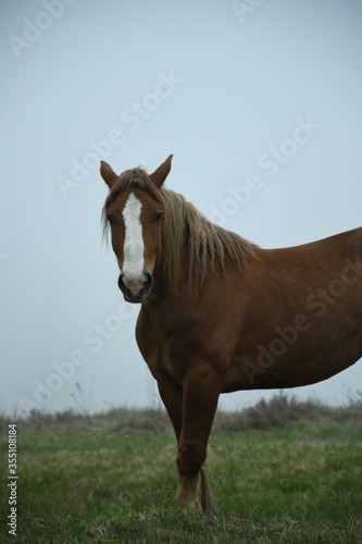 Horse love