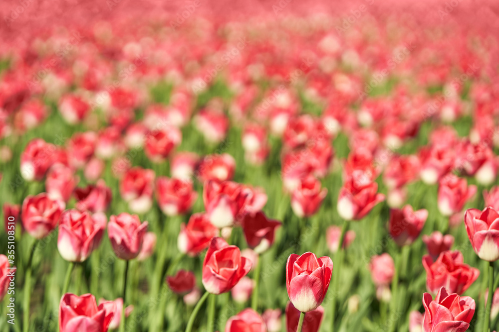 Tulip flowerbed. Garden card background. Park with many bright flowers. Pink bloom and green grass. Love gift. May morning market. Holland meadow view. Sun day Tulip flowerbed. Garden card background. Park with many bright flowers. Pink bloom and green grass. Love gift. May morning market. Holland meadow view. Sun day