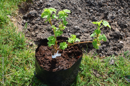 Currant seedling for planting in green grass and garden soil outdoors in sunny summer day.
