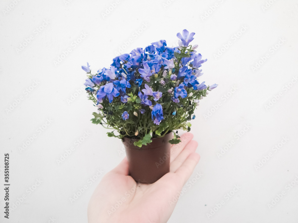  A hand holds a small pot with purple and blue flowers. Fashion hand art, lilac pink flower in female fingers