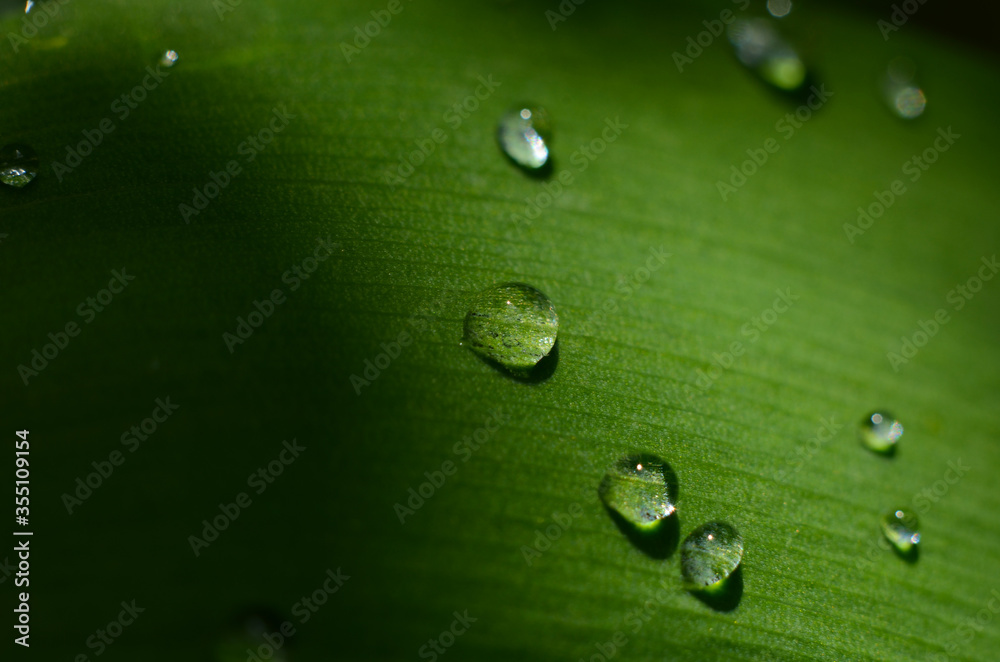 Drops of dew on the green grass. Raindrops on green leaves. Water drops. Macro photo
