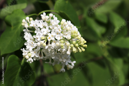 White Lilac flowers closeup. Summer blossom and green leaves on blurred background