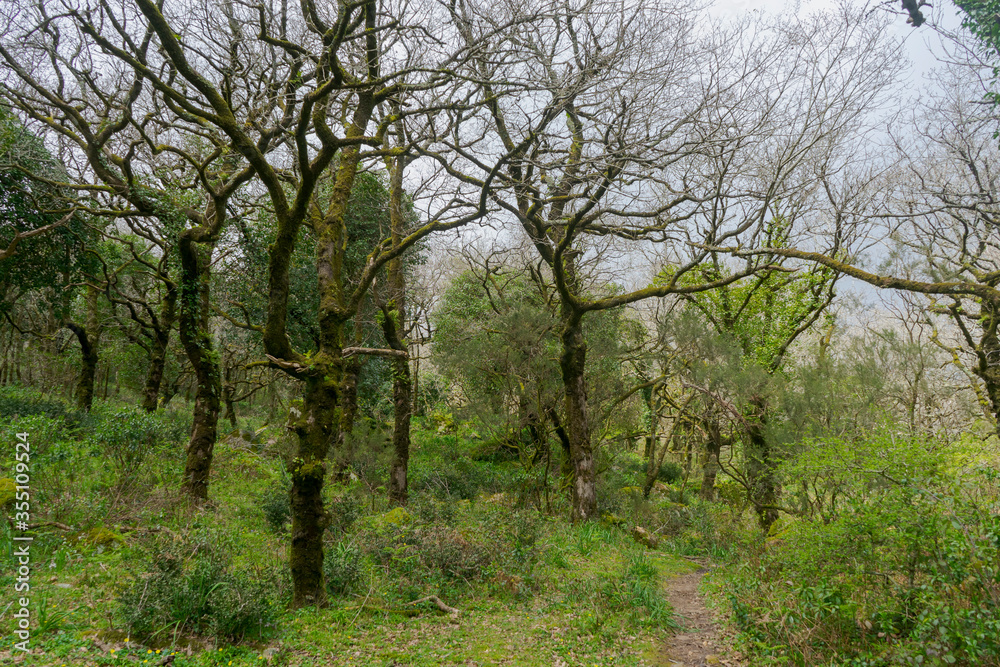 Bosque jurásico en el interior del parque natural de los alcornocales, Andalucía Bosque jurásico en el interior del parque natural de los alcornocales, Andalucía