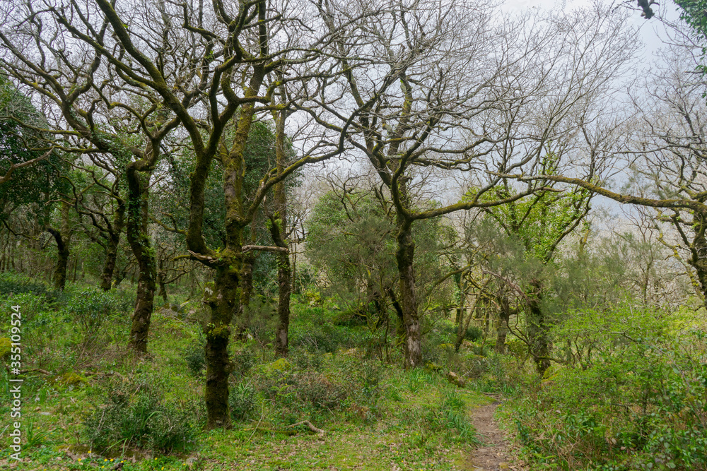 Bosque jurásico en el interior del parque natural de los alcornocales, Andalucía