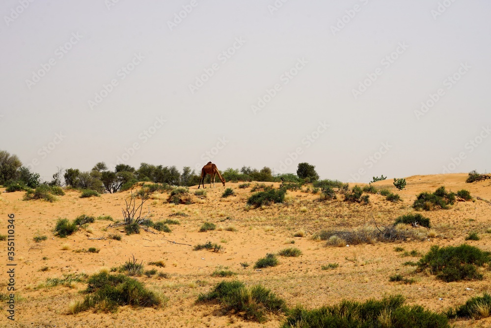 sand dunes in the morning