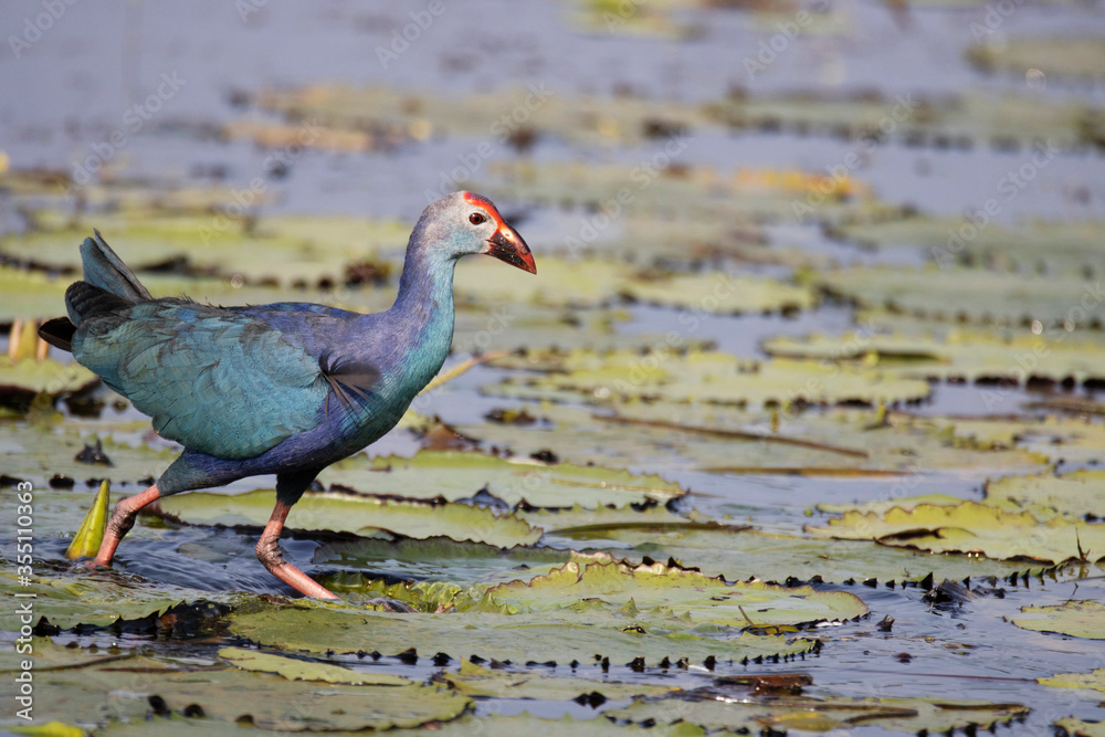 Φωτογραφία Purple Swamphen, Porphyrio porphyrio, Kumarakom, Kerala, India