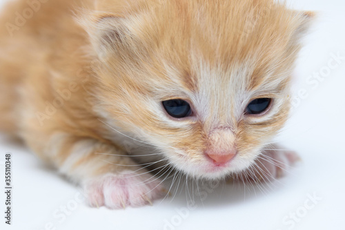 Red kitten on a white background. The head of a kitten.