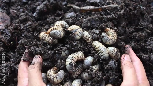 Beetle larvae (grub) are soft- bodied, soil-dwelling insects with a light brown head. A man picks up a beetle worm in his hand. Grub worm are a source of protein foods that people can eat.
