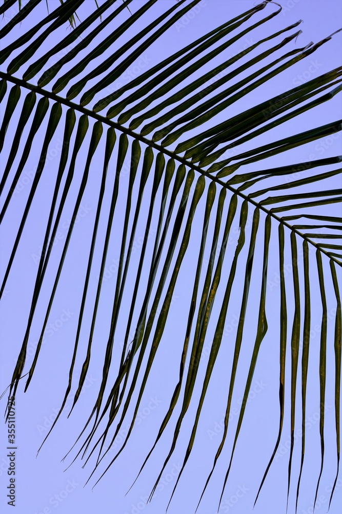 Fototapeta premium close up of palm leaves