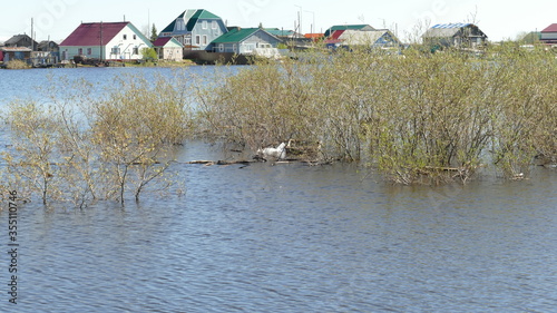 on the river during high water in spring