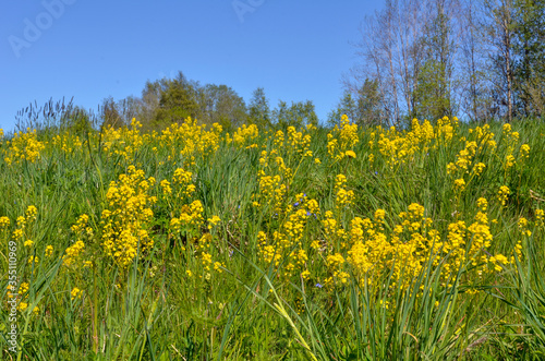 Field of yellow flowers © Naira Chatilian