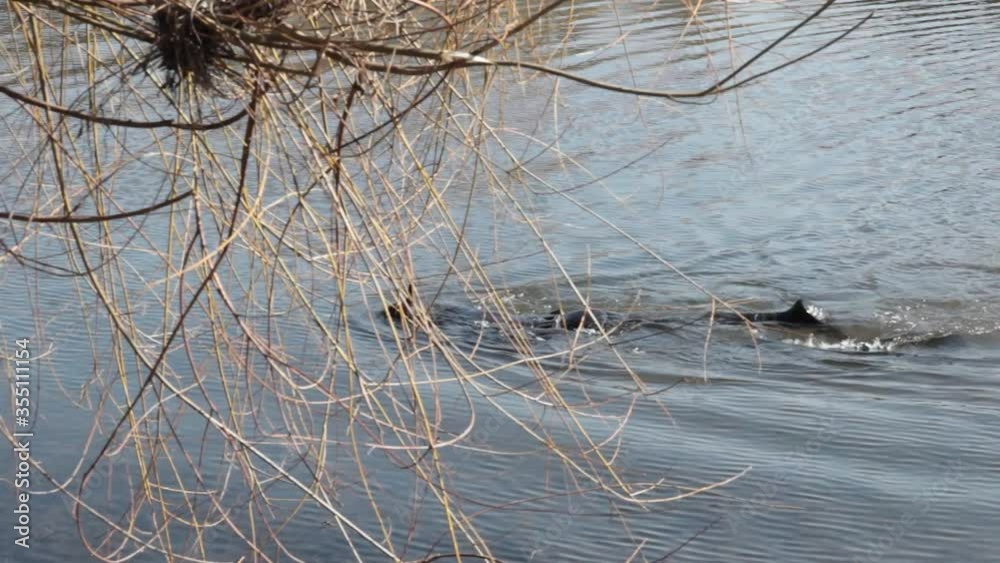 Diver in a small lake searching for evidence after crime has happened last night. Dive in shallow river. Crime and evidence concept Diver in a small lake searching for evidence after crime has happened last night. Dive in shallow river. Crime and evidence concept