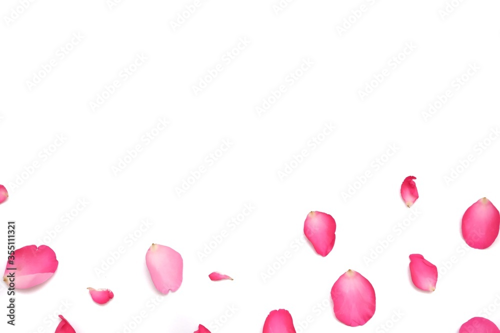 In selective focus a group of sweet pink rose corollas on white isolated background for a beautiful flora backdrop 