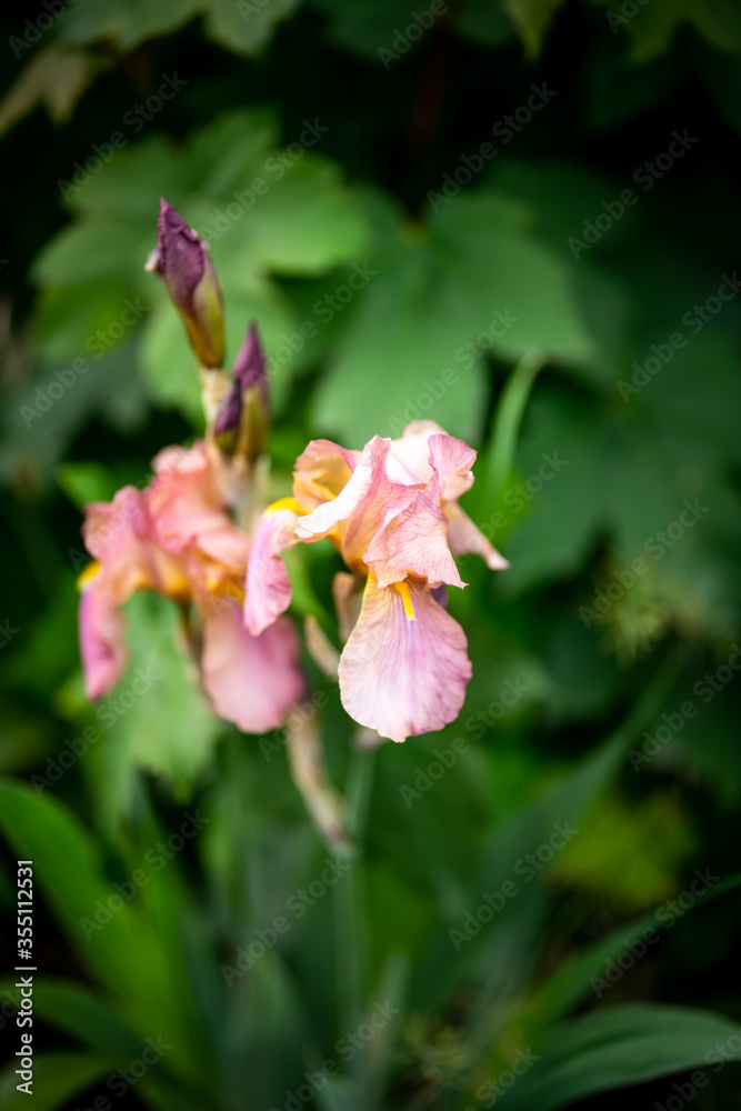 pink and white flower pink and white flower