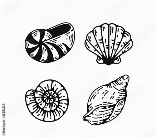 seashell graphic vector illustrations. sea,ocean themed designs, for logos branding and creative projects. flat, simple engraving style vintage illustration elements, design assets.