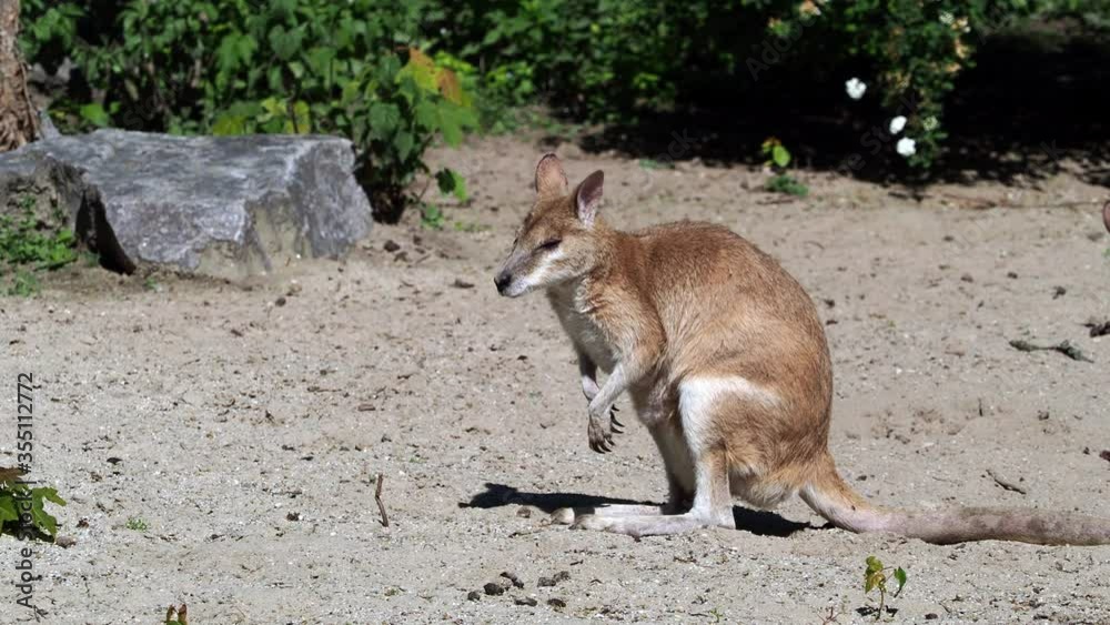 The agile wallaby, Macropus agilis also known as the sandy wallaby, is a species of wallaby found in northern Australia and New Guinea. The agile wallaby, Macropus agilis also known as the sandy wallaby, is a species of wallaby found in northern Australia and New Guinea.