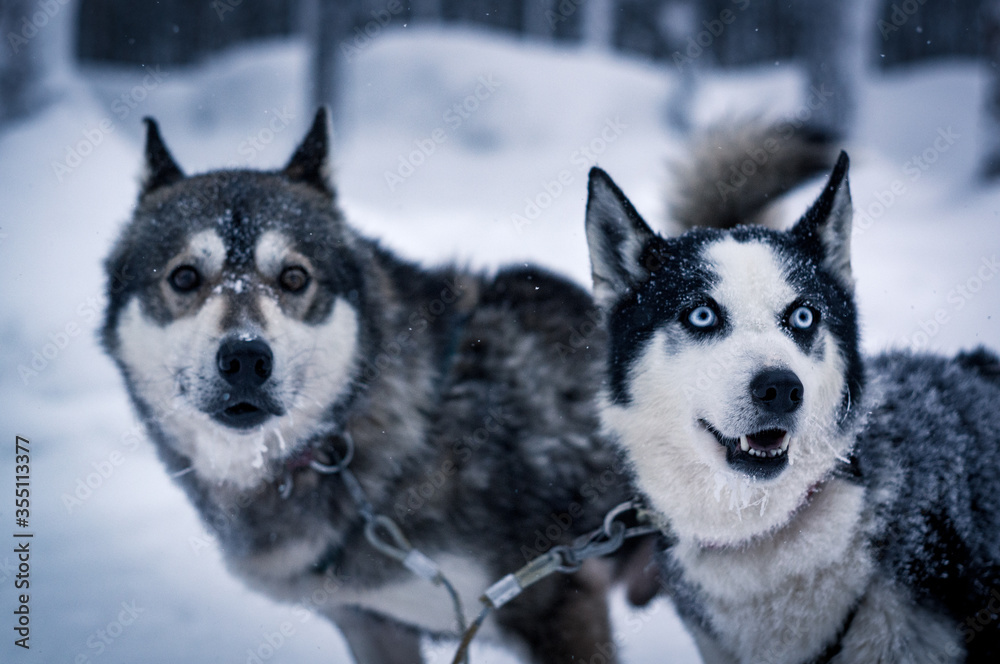 two huskys on husky adventure in finish lapland during winter
