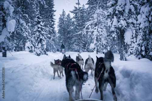 husky adventure in finish lapland during winter photo