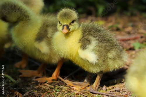 Close up of a beautiful yellow fluffy baby gosling in spring resting by the side of of a lake © Helen Davies